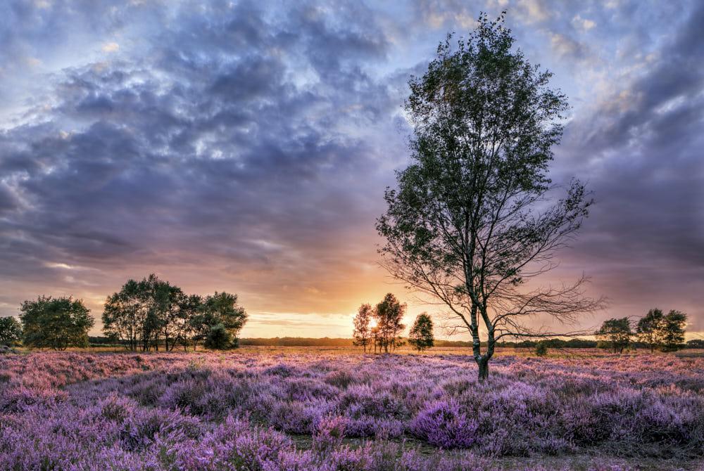 Natuurgebieden Nederland, vakantie Nederland