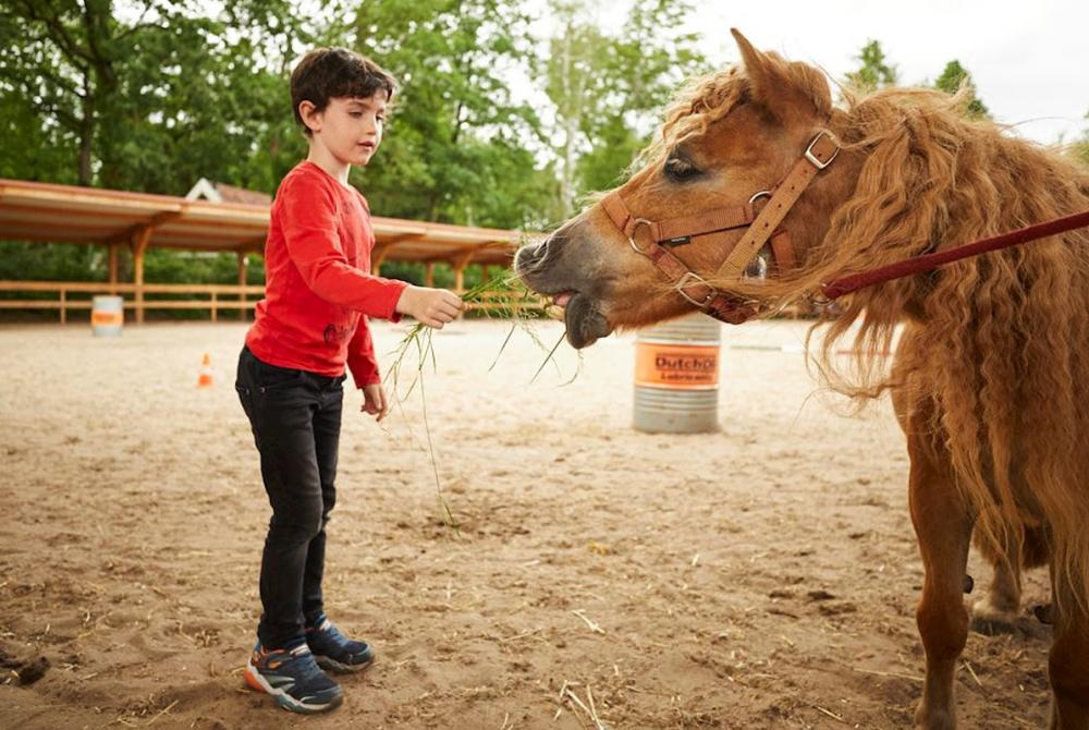 Pony op Landal Het Land van Bartje, aanbieding