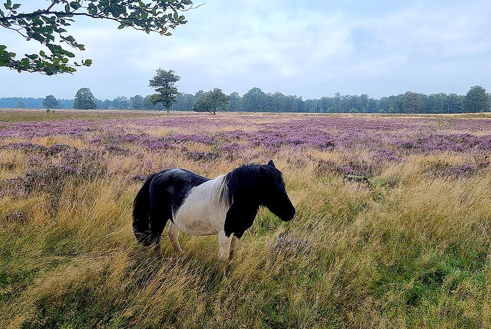 Natuur Drenthe, Landal Orveltermarke