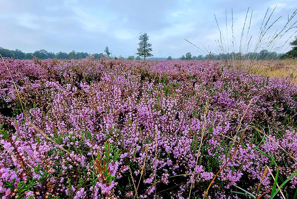 Heide in Drenthe