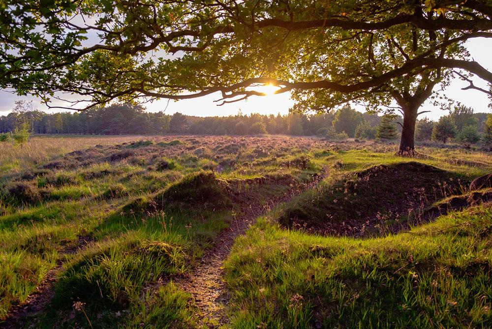 Nationaal Park Dwingelderveld, Landal Orveltermarke