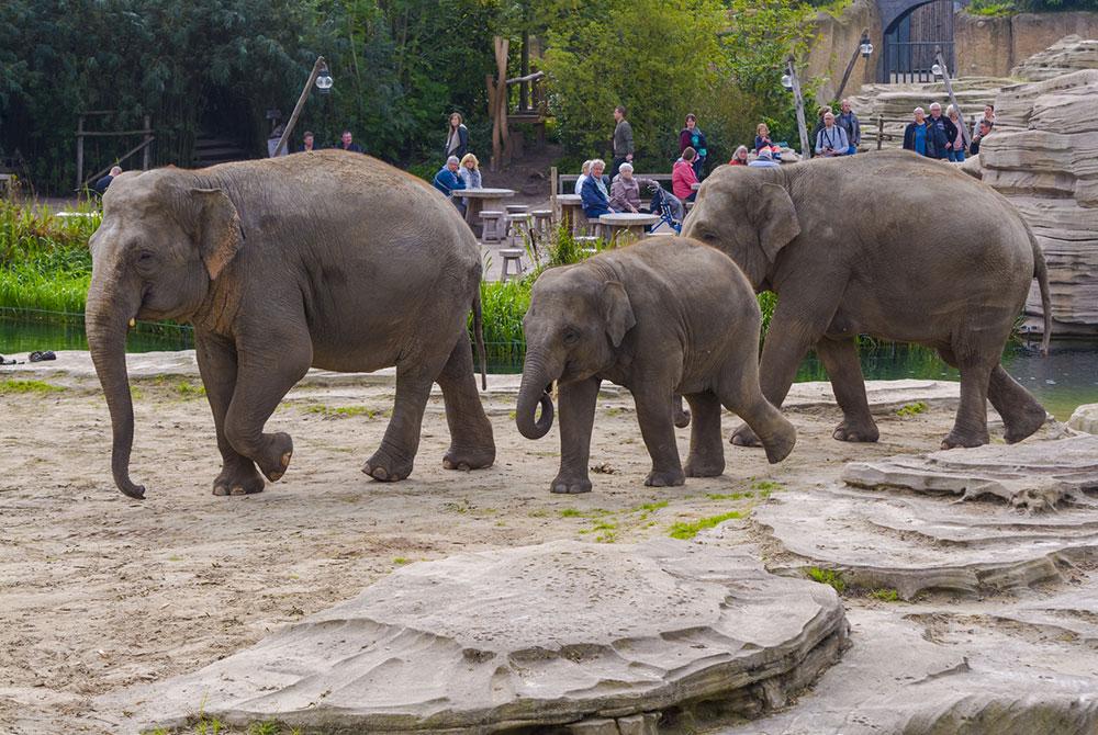 WILDLANDS Adventure Zoo Emmen, Landal Orveltermarke review