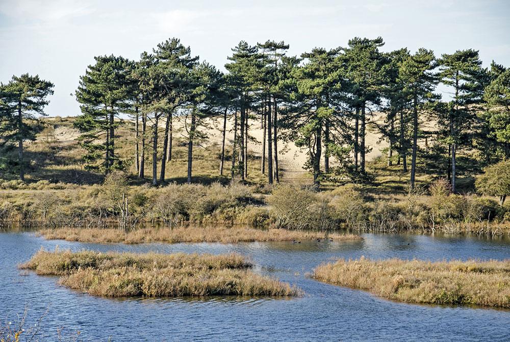 Nationaal Park Zuid-Kennemerland, wat te doen stedentrip Haarlem