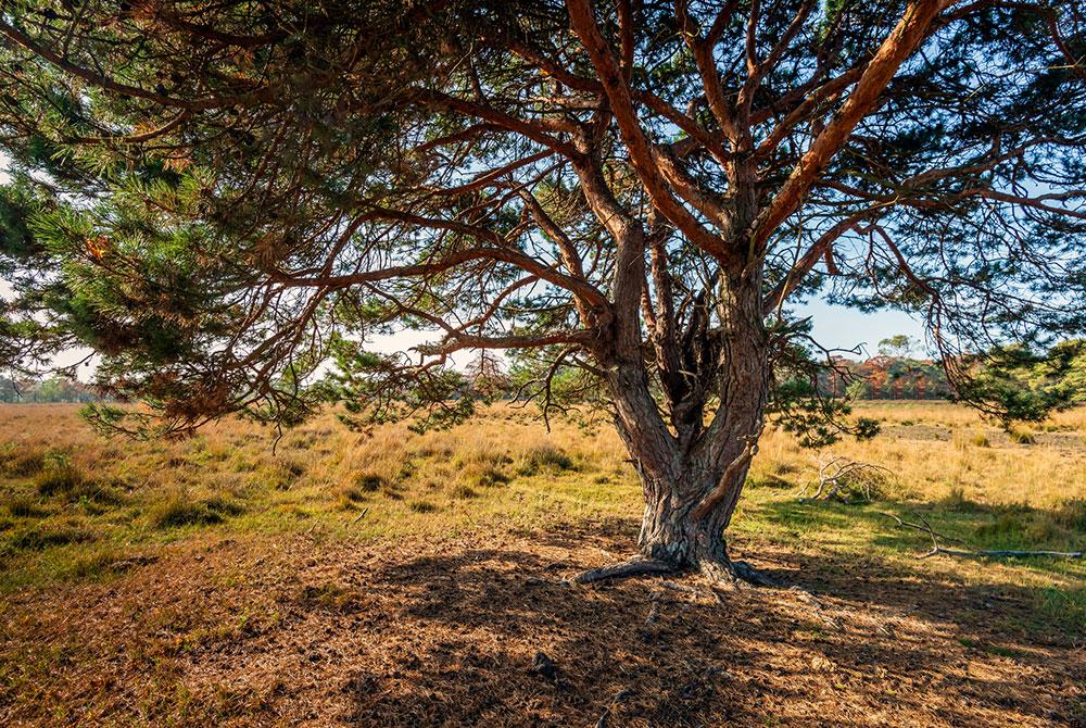 Strijbeekse Heide, RCN de Flaasbloem