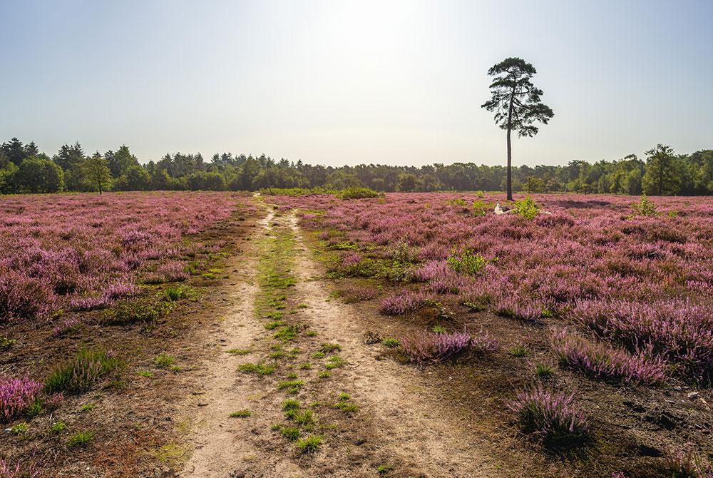 natuur, RCN de Flaasbloem