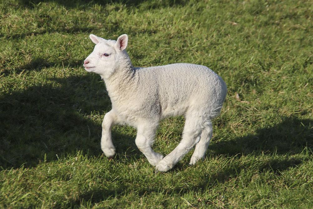 Lammetjes in de lente, bezienswaardigheden Twente