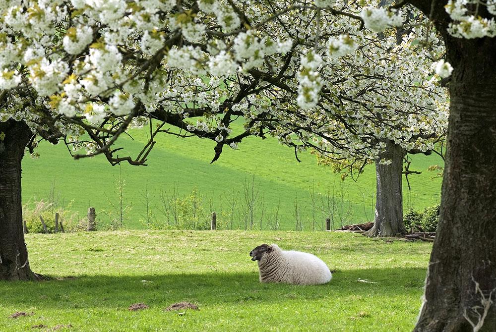 De Margraten-route, wandelroutes Zuid-Limburg