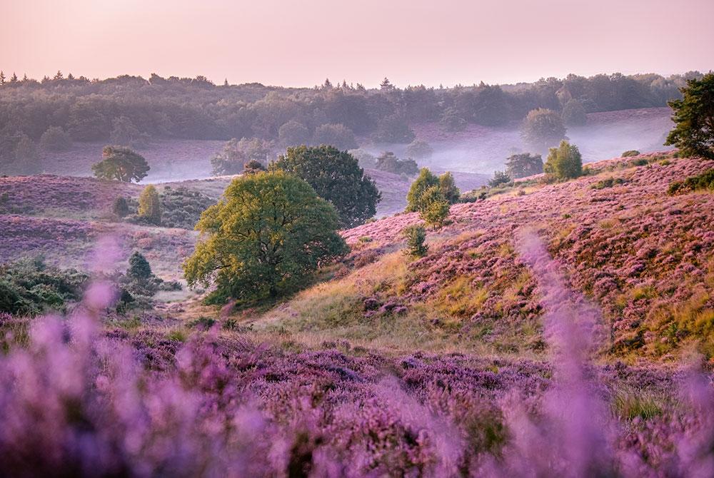 Veluwe, Landal Rabbit Hill
