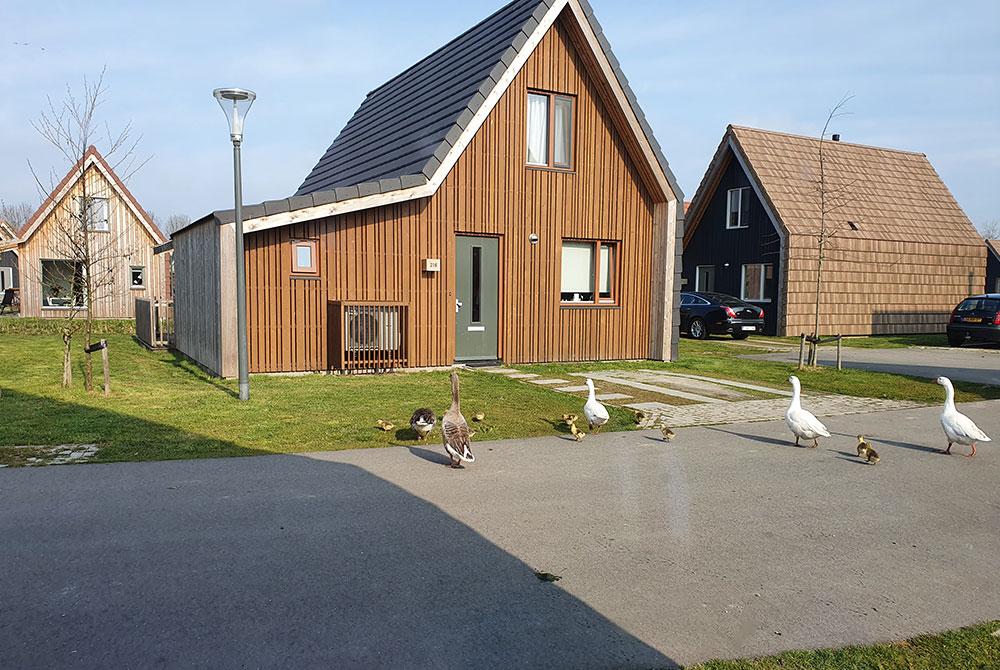 Ganzen, Landal De Reeuwijkse Plassen