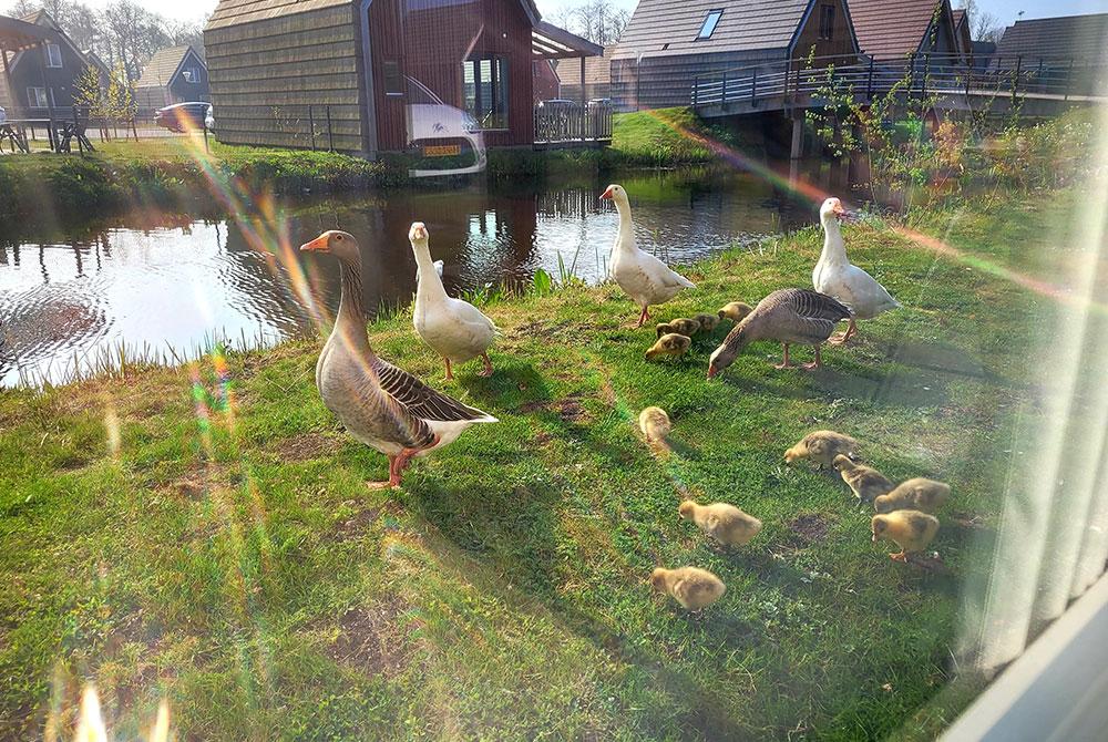 Ganzen te zien vanuit ons huisje