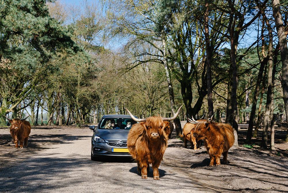 Safaripark Beekse Bergen, Lake Resort Beekse Bergen