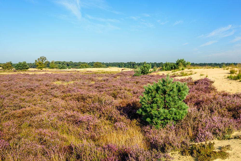 Loonse en Drunense duinen, Lake Resort Beekse Bergen