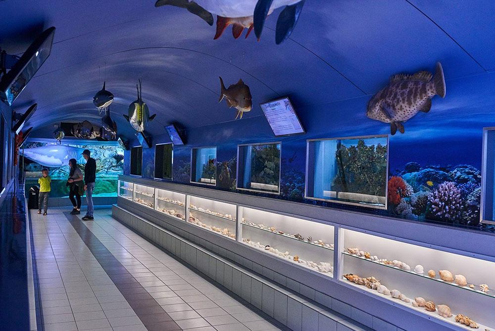 Zeeaquarium, Kinderuitjes Noord-Holland