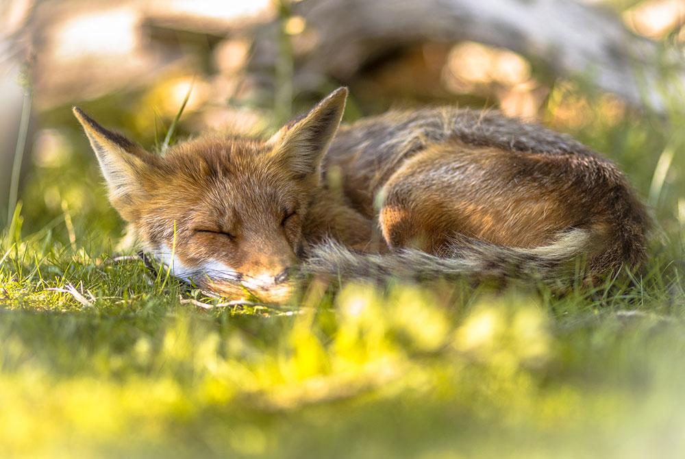 Amsterdamse Waterleidingduinen, Kinderuitjes Noord-Holland