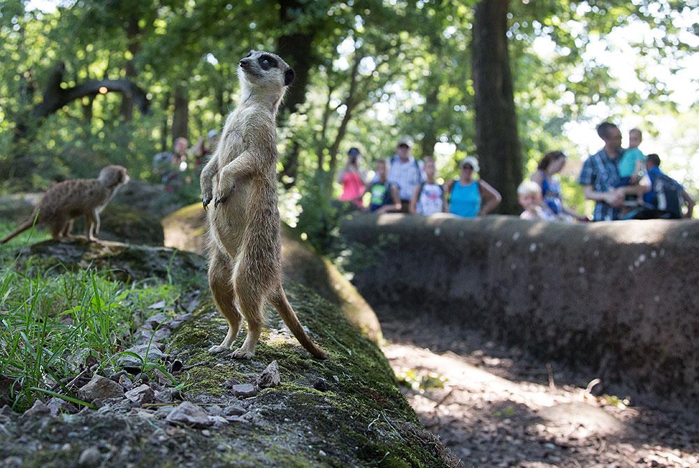 Burgers Zoo, kinderuitjes Gelderland