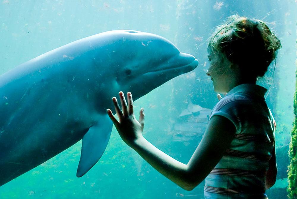 Dolfinarium, kinderuitjes Gelderland