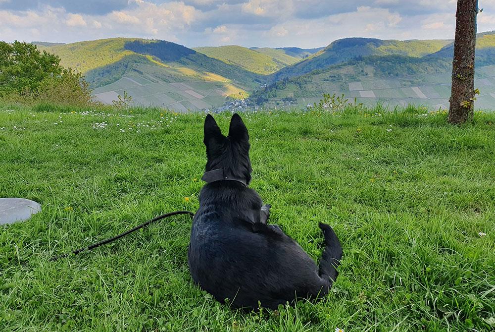 Hond, Landal Mont Royal review