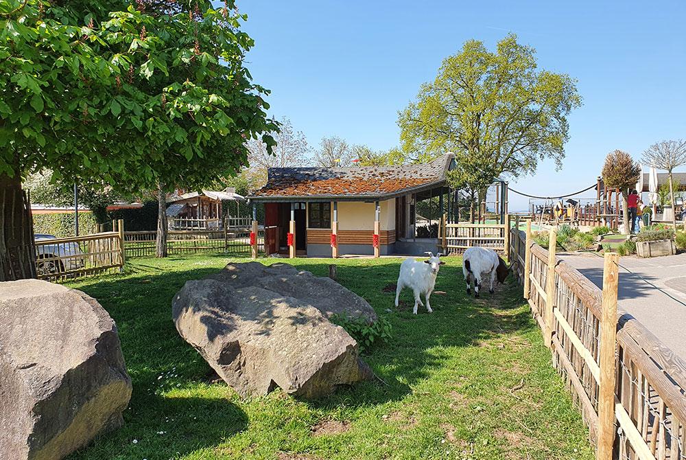 Dierenweide, Landal Mont Royal review