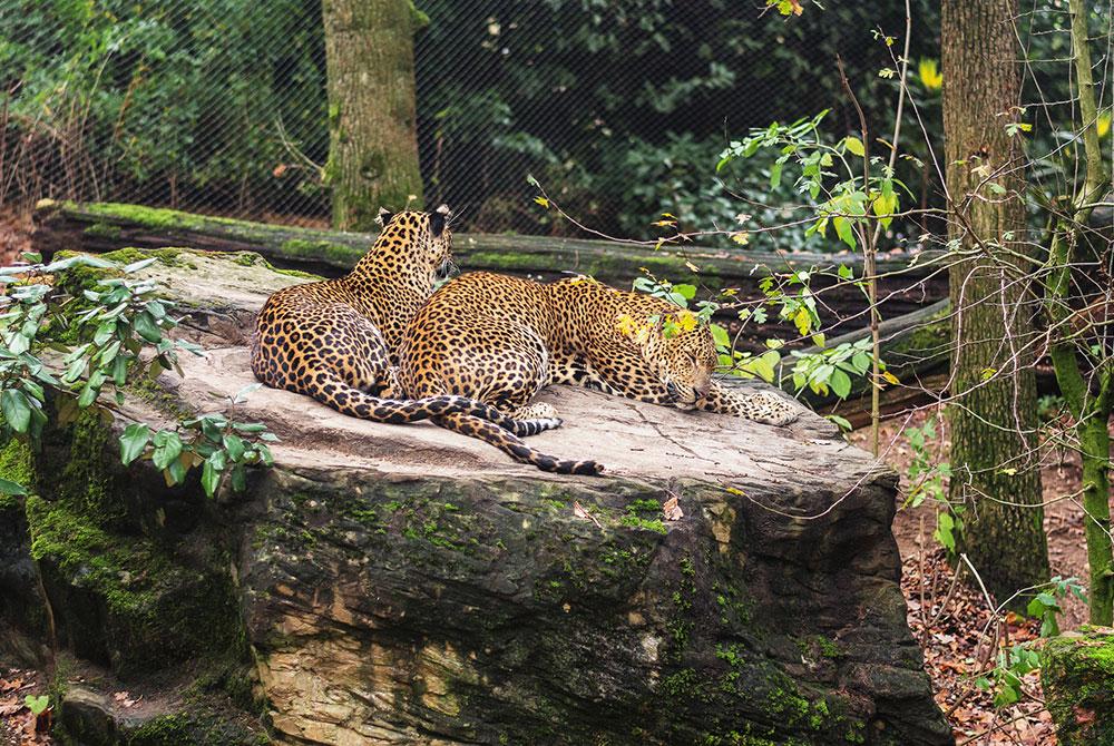 Buregers' Zoo, Arnhem stedentrip - wat te doen 