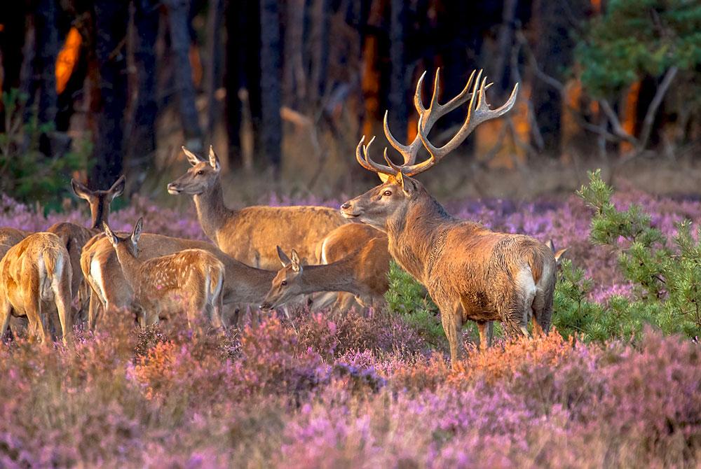 Nationale Park De Hoge Veluwe, Arnhem stedentrip - wat te doen 