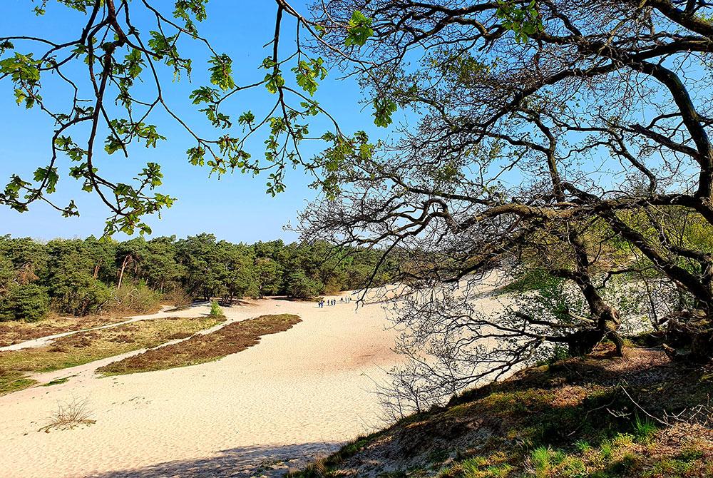 De stuifduinen van Bedaf, Vakantiepark Sandberghe review