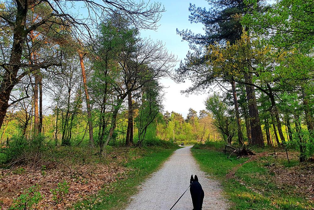 Hondvriendelijk vakantiepark, Sandberghe review