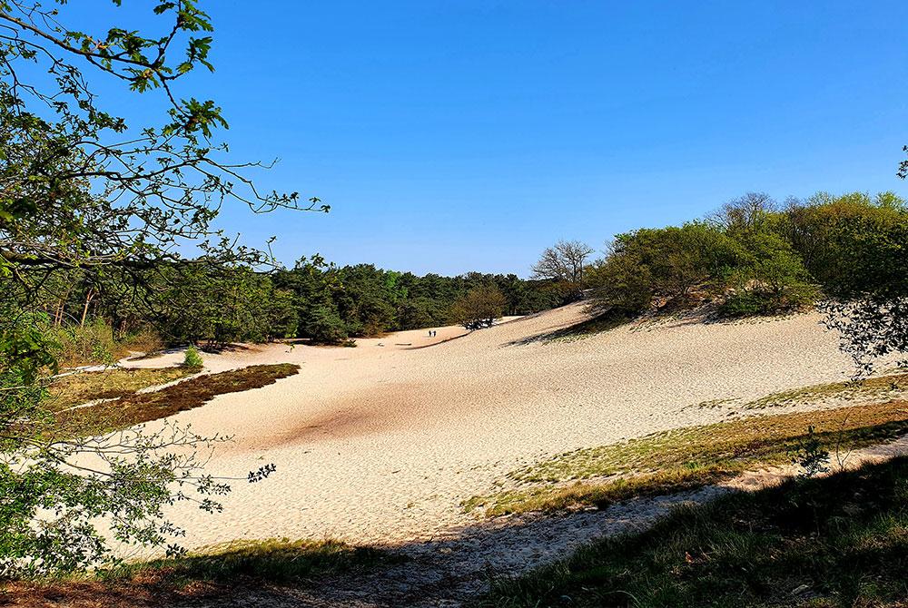de stuifduinen van Bedaf, Sandberghe review