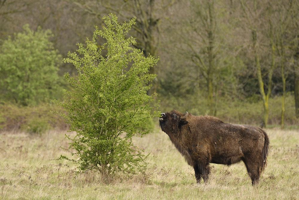 Natuur bij Sandberghe