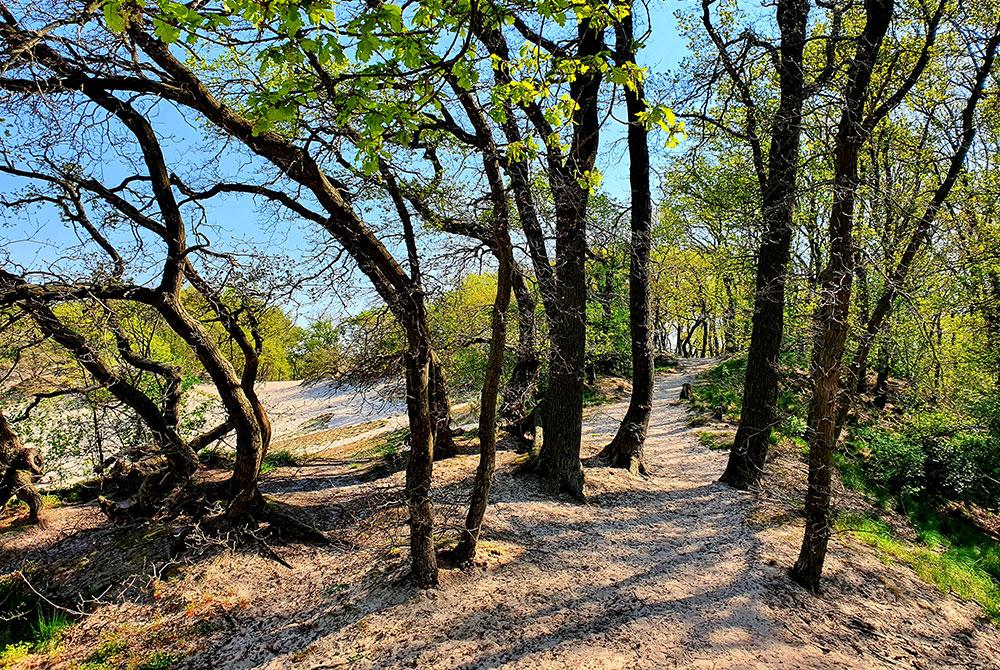 Vakantiepark Sandberghe natuur
