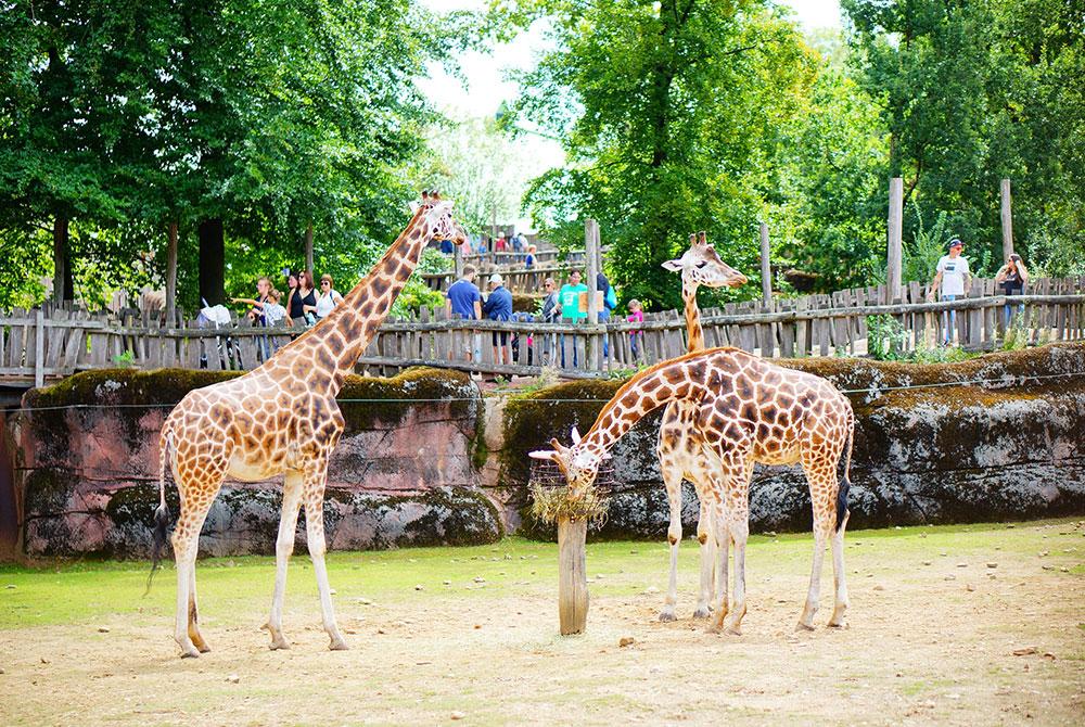 Gaia Zoo, Leukste kinderuitjes Limburg