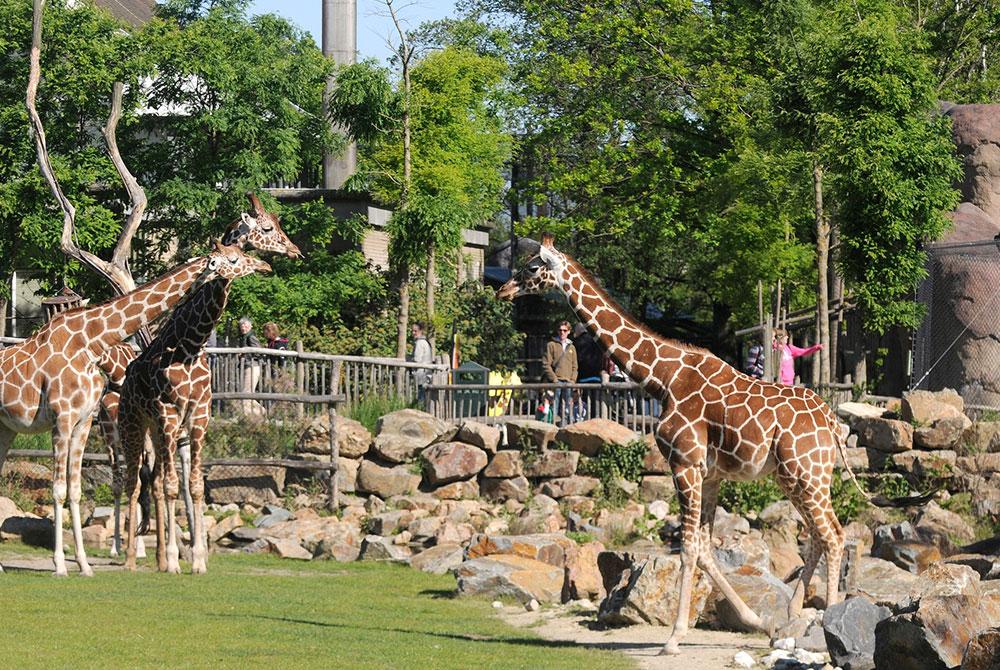 Diergaarde Blijdorp, kinderuitjes Zuid-Holland