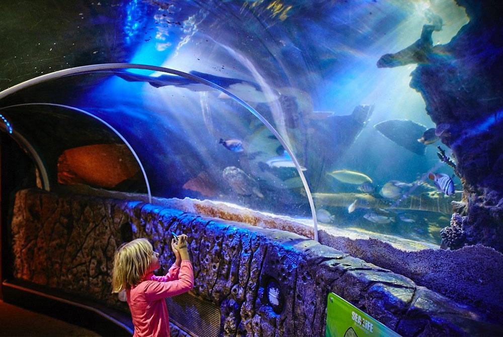 Sealife, kinderuitjes Zuid-Holland
