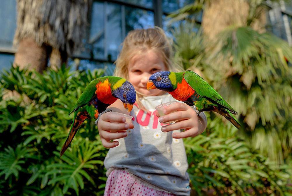 Avifauna, kinderuitjes Zuid-Holland