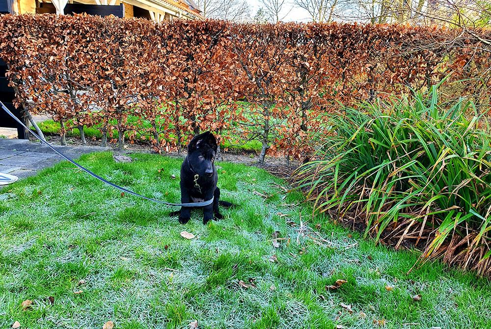 honden,  Landal Résidence 't Hof van Haamstede