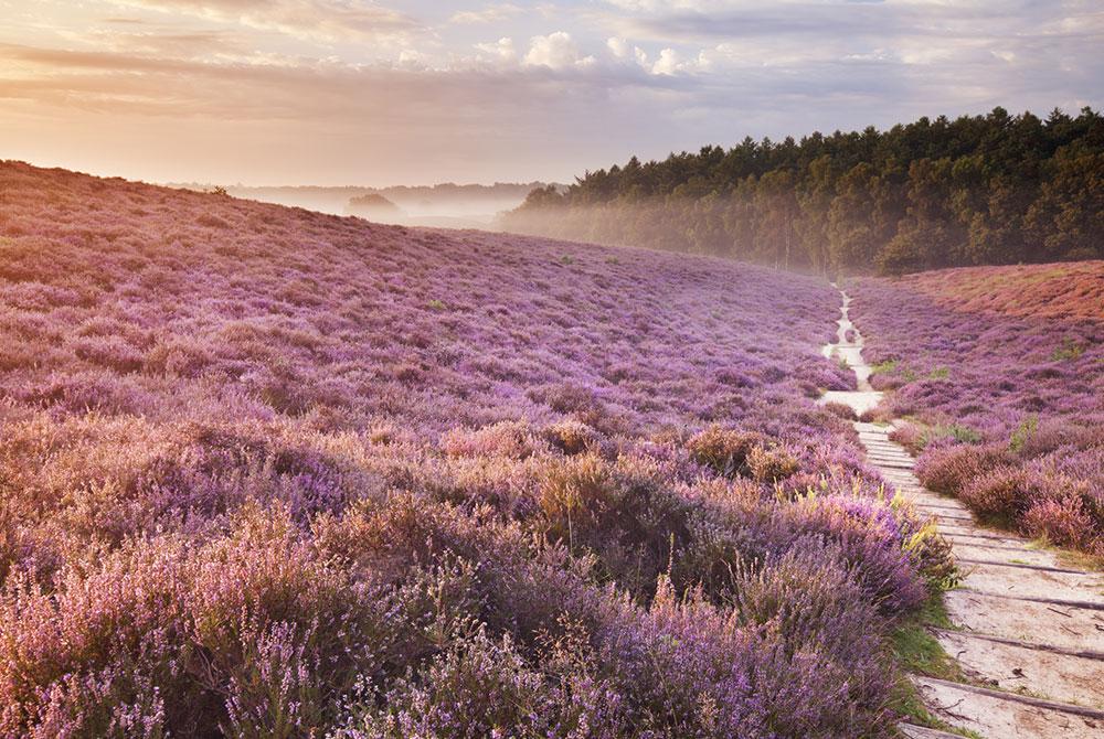 Landal Heideheuvel aanbieding, Veluwe