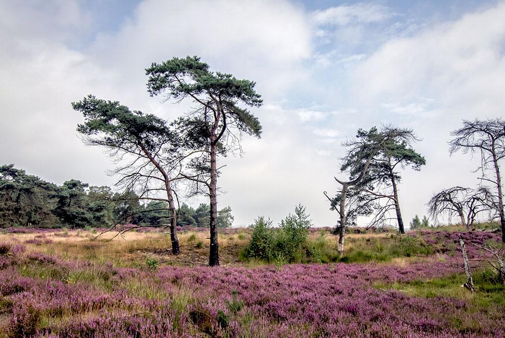 Grenspark Kalmthoutse Heide, Landal De Brabantse Wal