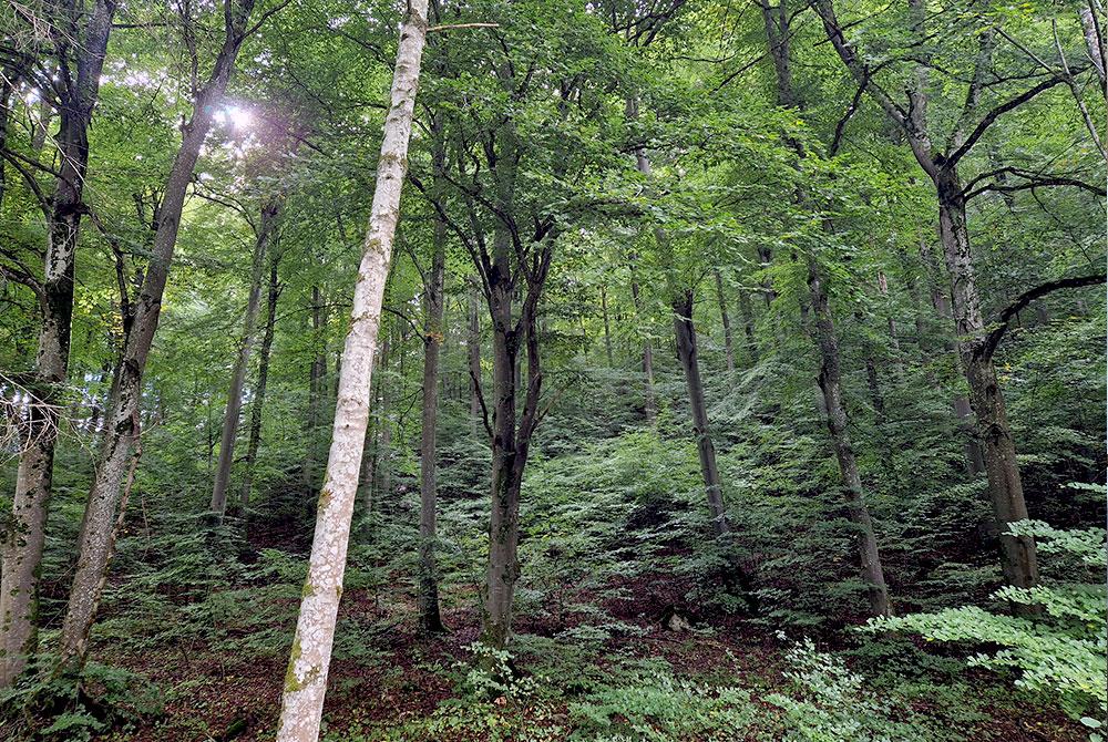 Natuur bij Landal Wirfttal