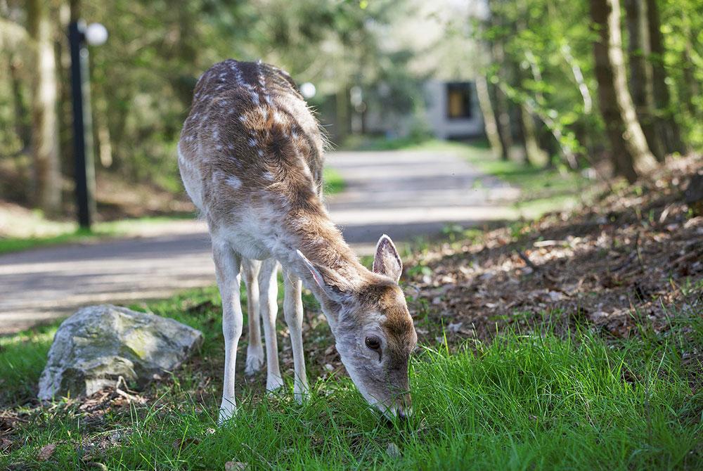 Center Parcs Het Meerdal
