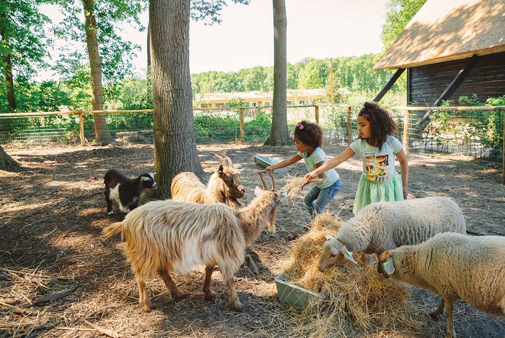 dierenverblijf (Hooimijt)