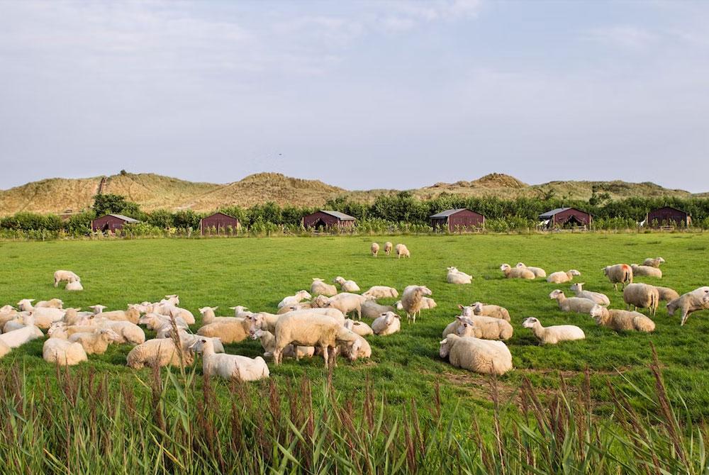 De Zeekraal, camping aan zee Nederland