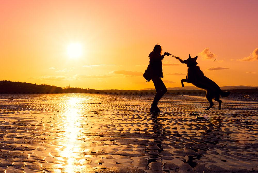 Roompot Beach Resort, vakantiepark met hond