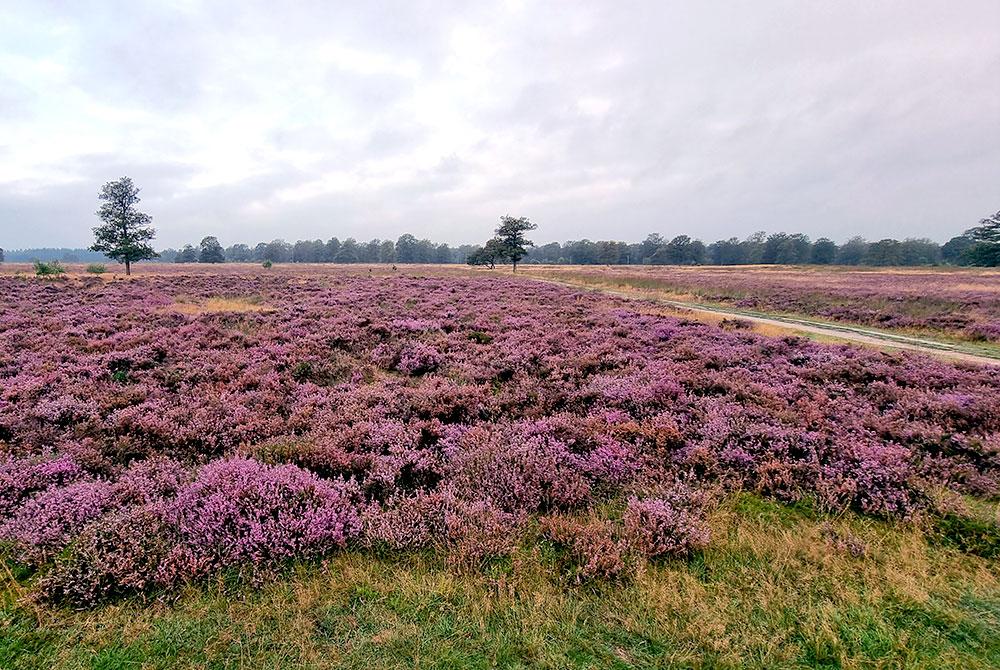 Heide bij Orveltermarke Landal