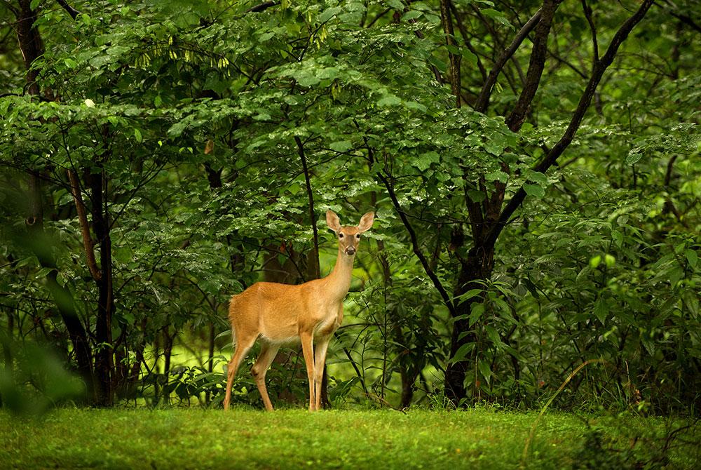 Wild- en wandelpark Molenheide, mooiste bezienswaardigheden Belgisch Limburg