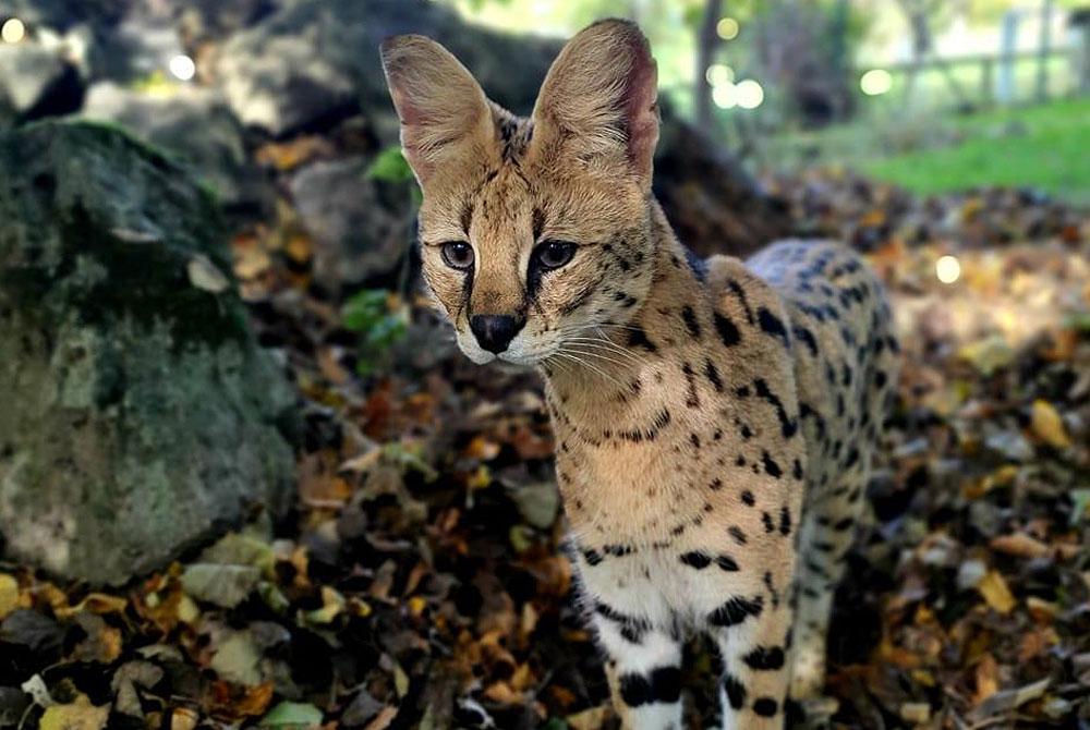 Dierentuin Aken, stedentrip Aken