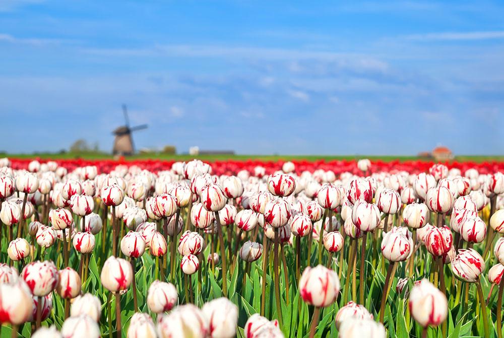 Bezienswaardigheden voor een weekendje Alkmaar