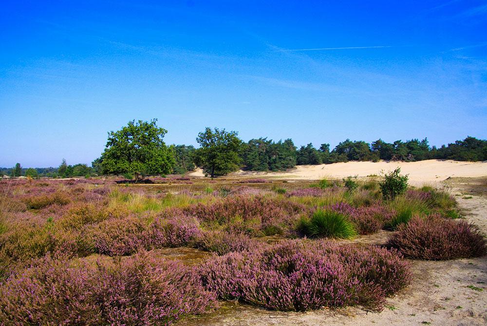  Overloonsche Duinen, Landal De Vers