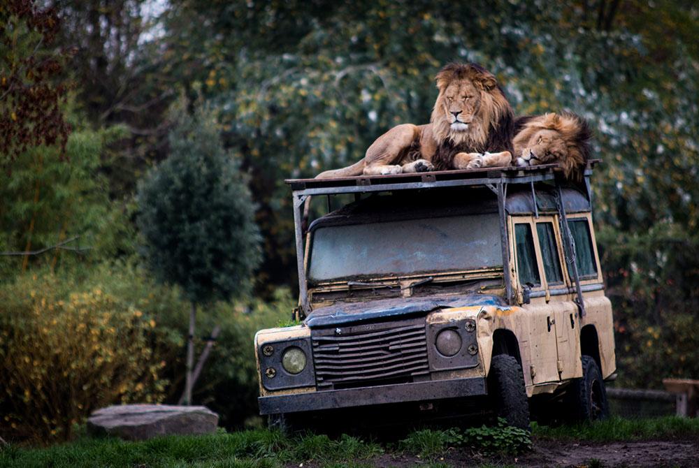 ZooParc Overloon, Landal De Vers