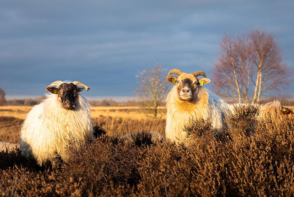 Natuur in de omgeving van Landal Aelderholt