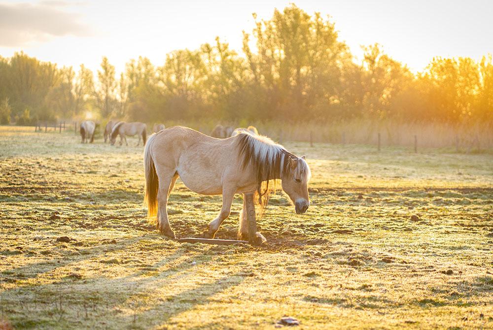Landal Sluyshaven natuur