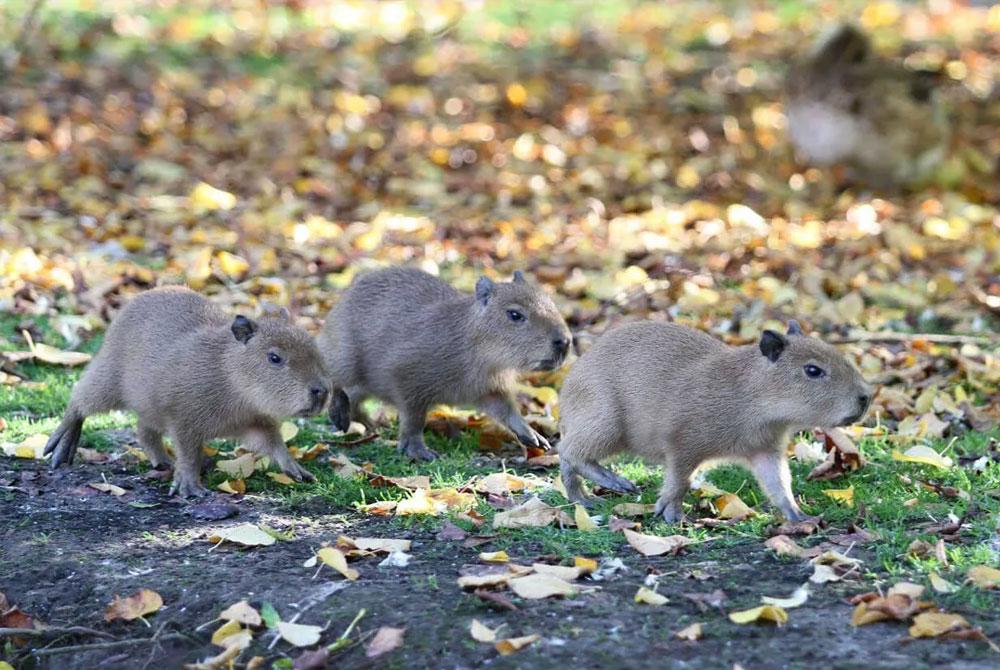 Faunapark Flakkee, mooiste plekken Goeree-Overflakkee